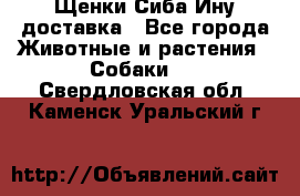 Щенки Сиба Ину доставка - Все города Животные и растения » Собаки   . Свердловская обл.,Каменск-Уральский г.